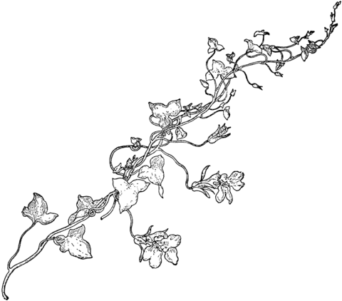 Snapdragon Vine Coloring Page